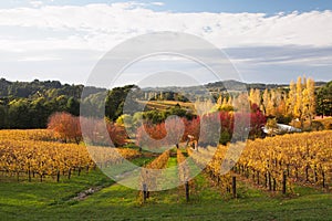 Colorful autumn in Adelaide Hills wine region photo