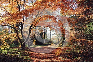 Colorful autumn in the Arboretum in Rogow in Poland