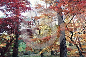 Colorful autumn in the Arboretum in Rogow in Poland