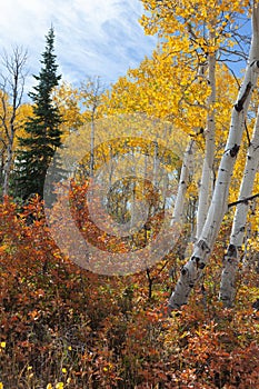 Colorful Autumn Aspen Trees and Oak Brush