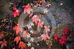 Colorful autumn background clamberer leaves on rock photo