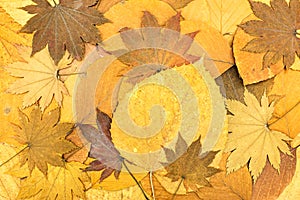 Colorful autumn background of fallen leaves