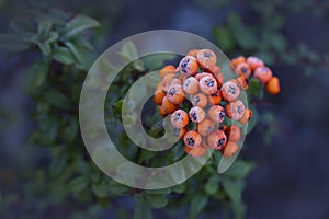 Colorful autumn background juicy orange berries pyracantha