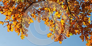 Colorful autumn background with oak leaves and blue sky