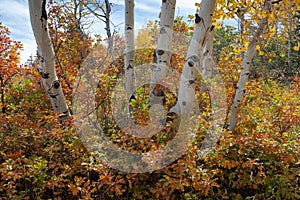 Colorful Autumn Background Photograph with Aspen trees and Oakbrush