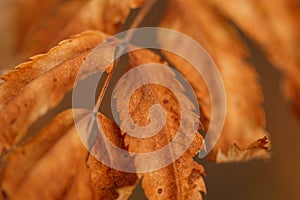 Colorful autumn background. Yellowed leaves of trees. Close-up. The texture of the leaves. Soft selective focus