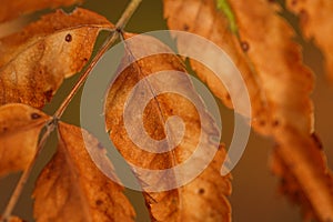 Colorful autumn background. Yellowed leaves of trees. Close-up. The texture of the leaves. Soft selective focus