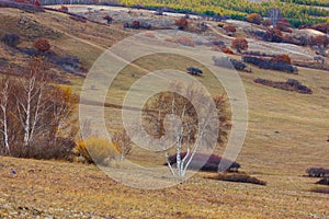 Colorful autumn in Bashang grassland