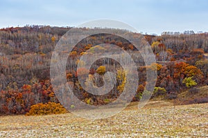 Colorful autumn in Bashang grassland