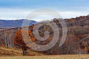 Colorful autumn in Bashang grassland