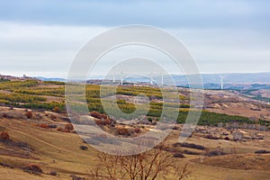 Colorful autumn in Bashang grassland