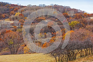 Colorful autumn in Bashang grassland