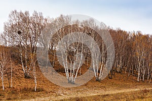 Colorful autumn in Bashang grassland