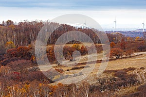 Colorful autumn in Bashang grassland