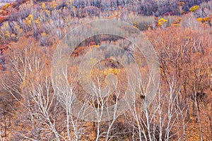 Colorful autumn in Bashang grassland