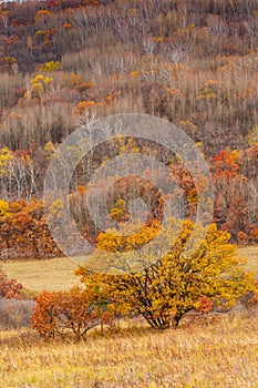 Colorful autumn in Bashang grassland