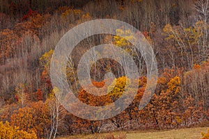 Colorful autumn in Bashang grassland