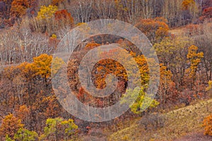 Colorful autumn in Bashang grassland