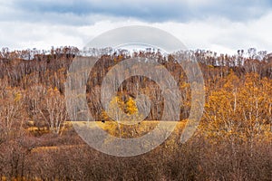 Colorful autumn in Bashang grassland