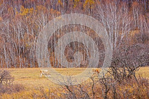 Colorful autumn in Bashang grassland