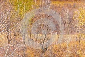 Colorful autumn in Bashang grassland