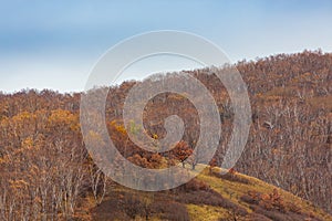 Colorful autumn in Bashang Xiaoguishan Scenic Spot