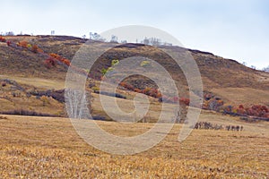 Colorful autumn in Bashang Xiaoguishan Scenic Spot