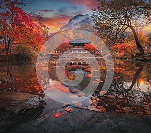 Colorful autumn with beautiful maple leaf at Baekyangsa temple in Naejangsan national park, South Korea