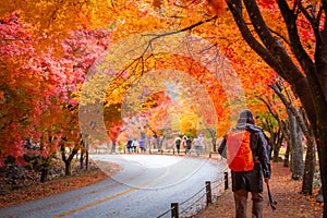 Colorful autumn with beautiful maple leaf at Naejangsan national park, South Korea