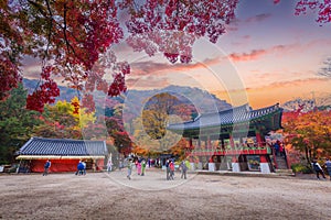 Colorful autumn with beautiful maple leaf in sunset at Baekyangsa temple in Naejangsan national park, South Korea