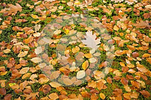 Colorful autumn beech leaves on duckweed in pond lit by sunlight