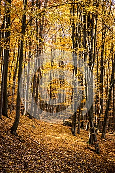 Colorful Autumn In Voderady Beechwood, Czechia