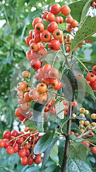 Colorful autumn berries, piracanta berries.