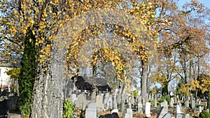 Colorful autumn birch tree branch grow rural country cemetery