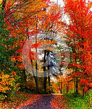 Colorato autunno 