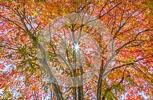 Colorful Autumn Canopy