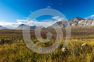 Colorful autumn Chukotka tundra, Arctic Circle photo