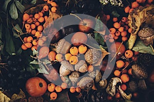 Colorful autumn composition, background with gifts of the forest -  chestnuts, dried leaves, acorns,  mushrooms,  Rowan berries, b