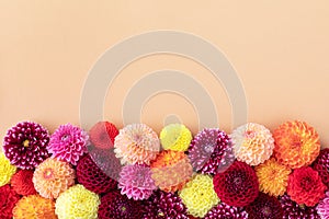 Colorful autumn dahlia flowers on pastel table with copy space for your text top view and flat lay. Greeting card