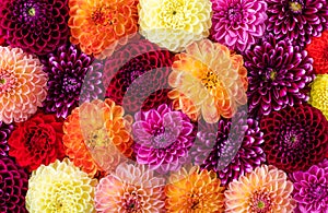 Colorful autumn dahlia flowers pattern as background. Top view