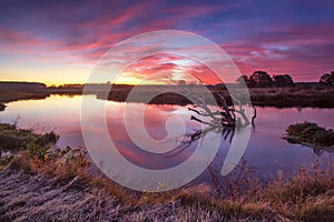 Colorful autumn dawn. Old snag in the river