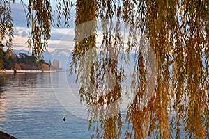 Colorful autumn at embankment on Lake Geneva in Lausanne , Switzerland