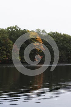 Colorful autumn/fall foliage in a forest on a lake in new england. Colors of red orange and green