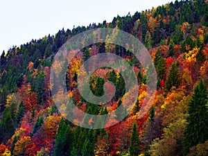 Colorful Autumn Fall Forest Trees Landscape