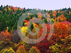 Colorful Autumn Fall Forest Trees Landscape