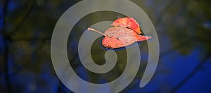 Colorful Autumn Fall Leaves Floating in Water Pond Creek River or Lake