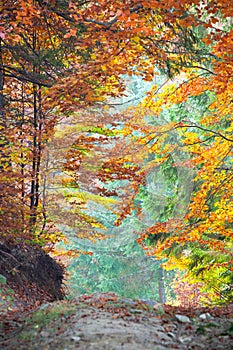 Colorful Autumn Fall Leaves in forest landscape and footpath