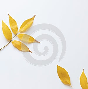 Colorful Autumn fall leaves frame on the white background.