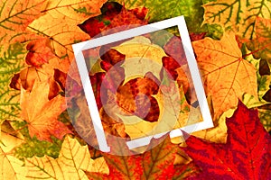 Colorful autumn fall leaves withempty white frame