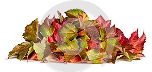 Colorful autumn fall pile of leaves foliage seasonal concept